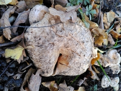 Lactarius pubescens