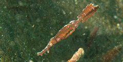Solenostomus cyanopterus