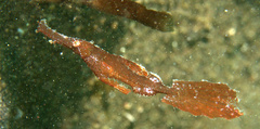 Solenostomus cyanopterus