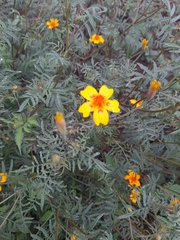 Tagetes lunulata