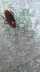 Periplaneta americana