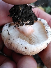 Lactarius pubescens