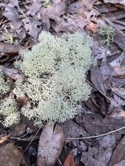 Cladonia subtenuis