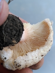 Lactarius pubescens
