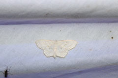 Scopula limboundata