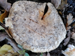 Lactarius pubescens