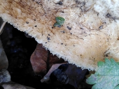 Lactarius pubescens