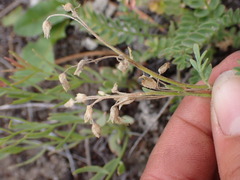 Polemonium pulcherrimum