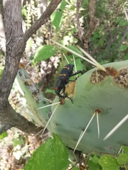 Cactophagus spinolae