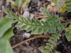 Polemonium pulcherrimum