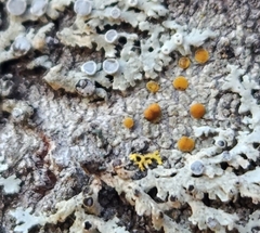 Caloplaca cerina