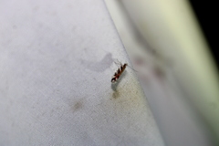 Aristotelia roseosuffusella