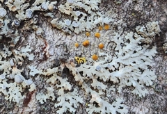 Caloplaca cerina