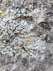 Caloplaca cerina
