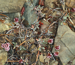 Eriogonum wrightii subscaposum