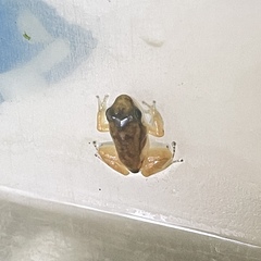 Mannophryne trinitatis