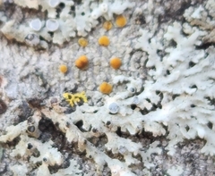 Caloplaca cerina