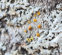 Caloplaca cerina