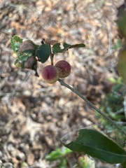 Disholcaspis quercusomnivora