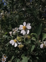 Montanoa leucantha