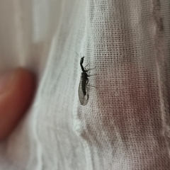 Raphidiini