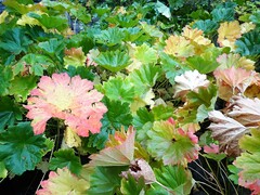 Darmera peltata