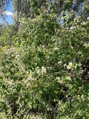 Montanoa leucantha