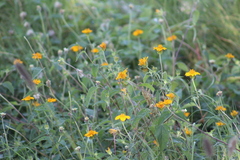 Sclerocarpus divaricatus
