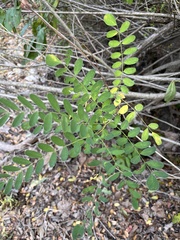 Eysenhardtia texana