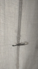 Raphidiini