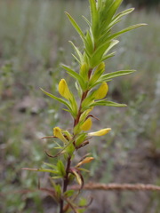 Orthocarpus luteus