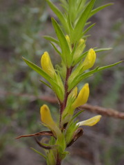 Orthocarpus luteus