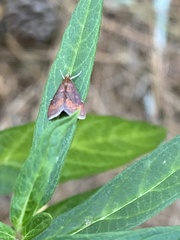 Pyrausta rubricalis