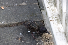 Sturnus vulgaris