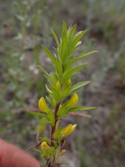 Orthocarpus luteus