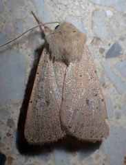 Xestia kermesina