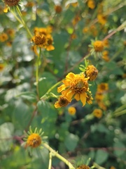 Viguiera