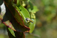 Caenohalictus