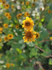 Viguiera
