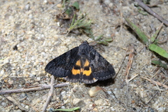 Catocala antinympha