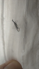 Raphidiini