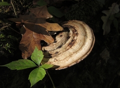 Ganoderma applanatum