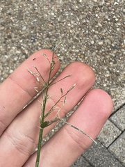 Eragrostis barrelieri