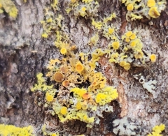 Xanthomendoza hasseana