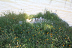 Sclerocarpus divaricatus