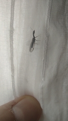 Raphidiini