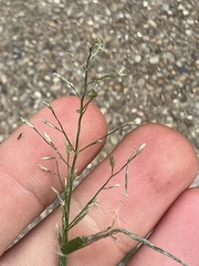 Eragrostis barrelieri
