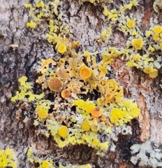 Xanthomendoza hasseana