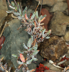 Eriogonum wrightii subscaposum