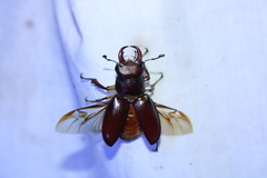 Lucanus capreolus